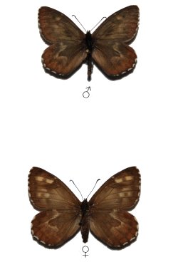 Hipparchia azorina